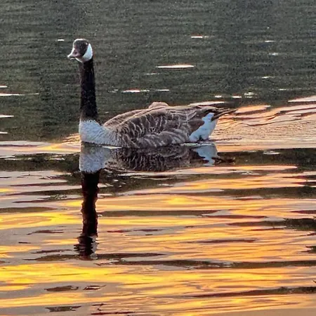 Zen By Saimaa Hills Willa